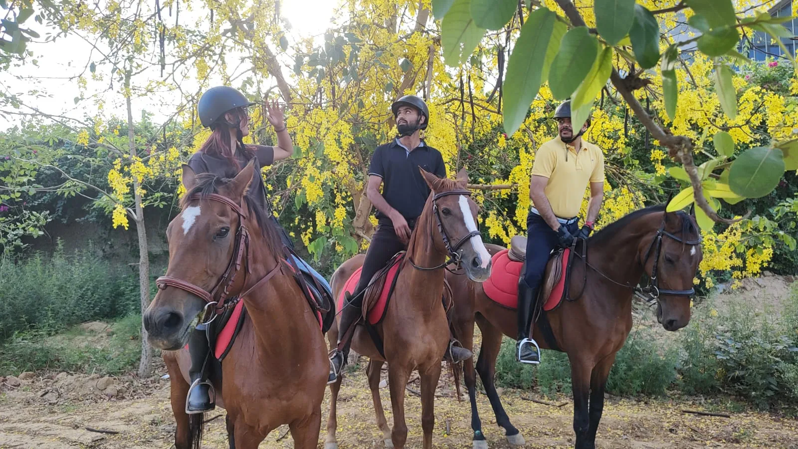 Three riders gathered on horseback under a tree heavy with golden Cassia blossoms at FHRC, Faridabad.